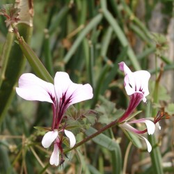 Pelargonium tetragonum