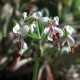Pelargonium barklyi