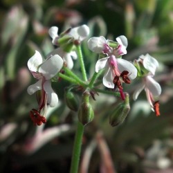 Pelargonium ferulaceum