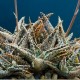 Aloe сортовое Malachite