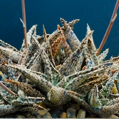 Aloe сортовое Malachite