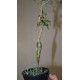 Bursera laxiflora