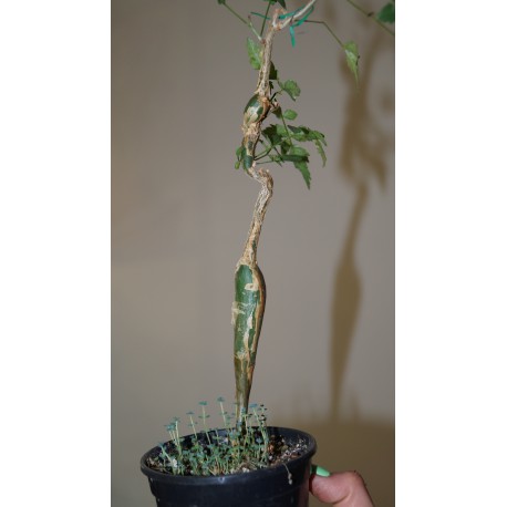 Bursera laxiflora
