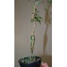 ъ26 Бурсера Bursera laxiflora