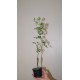 Bursera laxiflora