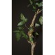 Bursera laxiflora