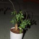 Bursera laxiflora