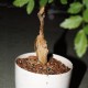 Bursera laxiflora