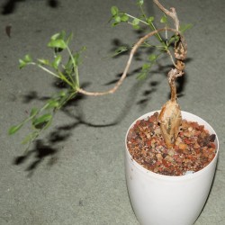 Bursera laxiflora
