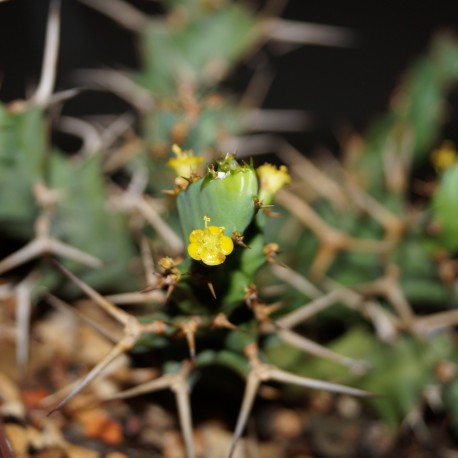 Euphorbia tortirama