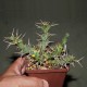 Euphorbia tortirama