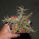 Euphorbia tortirama