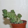 Эуфорбия Euphorbia ritchiei - черенок