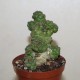 Monadenium ritchiei многоголовый