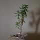 Crassula tetragona