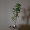 Крассула тетрагона Crassula tetragona