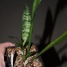 Сансевиерия природник Sansevieria sp.