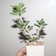Euphorbia capsaintemariensis