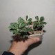 Euphorbia capsaintemariensis