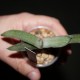 Gasteria armstrongii Crocodile