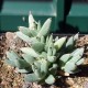 Trichodiadema mirabilis
