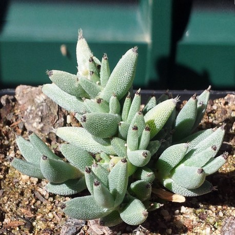 Trichodiadema mirabilis