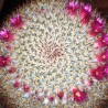 Маммиллярия Mammillaria haageana