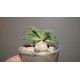 Tylecodon leucothrix