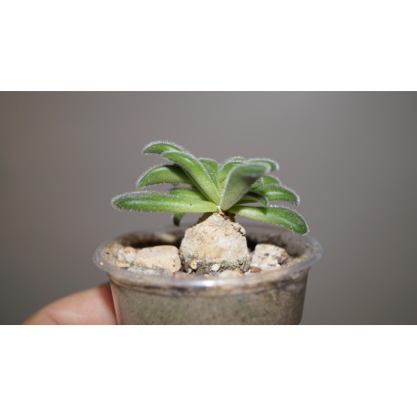 Tylecodon leucothrix