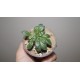 Tylecodon leucothrix