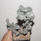 Euphorbia lactea variegata cristata