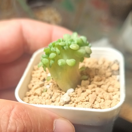 Эхеверия Echeveria Pink Line cristata