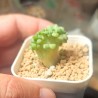 Эхеверия Echeveria Pink Line cristata