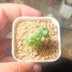 Эхеверия Echeveria Pink Line cristata