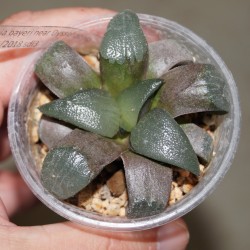 Haworthia bayeri Dysseldorp