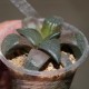 Haworthia bayeri Dysseldorp
