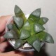 Haworthia bayeri, Hammer