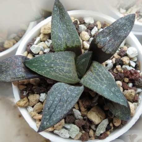 Haworthia comptoniana