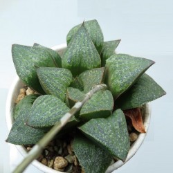 Haworthia Jayoi