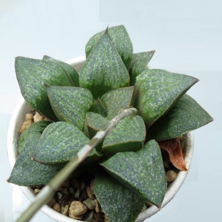 Haworthia Jayoi