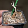 Кораллокарпус Corallocarpus welwitschii