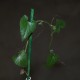 Corallocarpus welwitschii