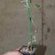 Corallocarpus welwitschii
