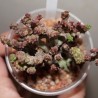 Эуфорбия Euphorbia enopla Corallina variegata monstrosa