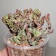 Euphorbia enopla Corallina