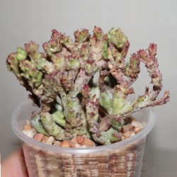 Euphorbia enopla Corallina