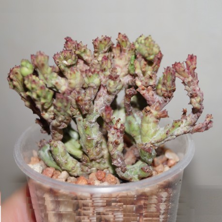 Euphorbia enopla Corallina