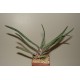 Гастерия Gasteria verrucosa 