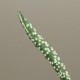 Гастерия Gasteria verrucosa 