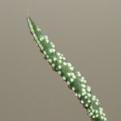Гастерия Gasteria verrucosa 